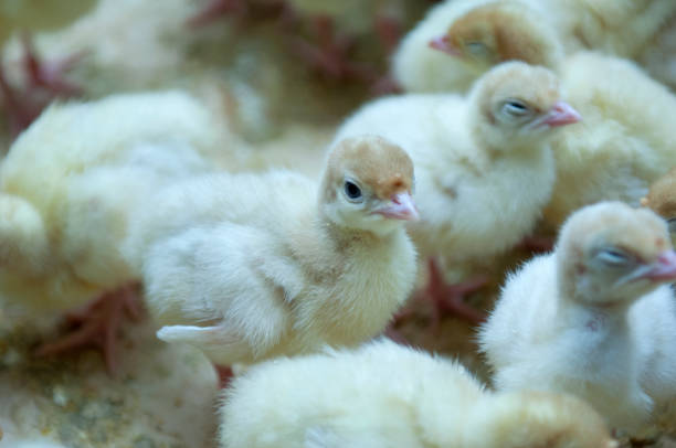 istock Little chicken feeding at the farm 1131361909