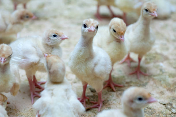 istock Little chicken feeding at the farm 1131361923