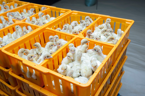 Little chicks in a box at the agricultural farm