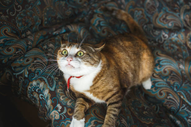 istock Funny Angry Ginger Cat with Harismatic Facial Expression Playing on Blue Sofa 1131362530