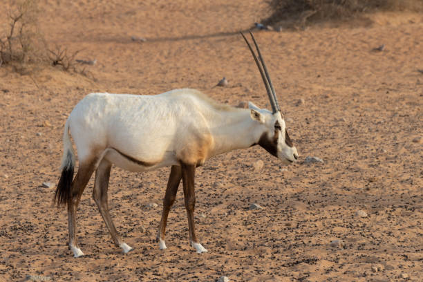 arabian oryx, also called white oryx (oryx leucoryx) in the desert near dubai, united arab emirates - oryx gazella leucoryx imagens e fotografias de stock