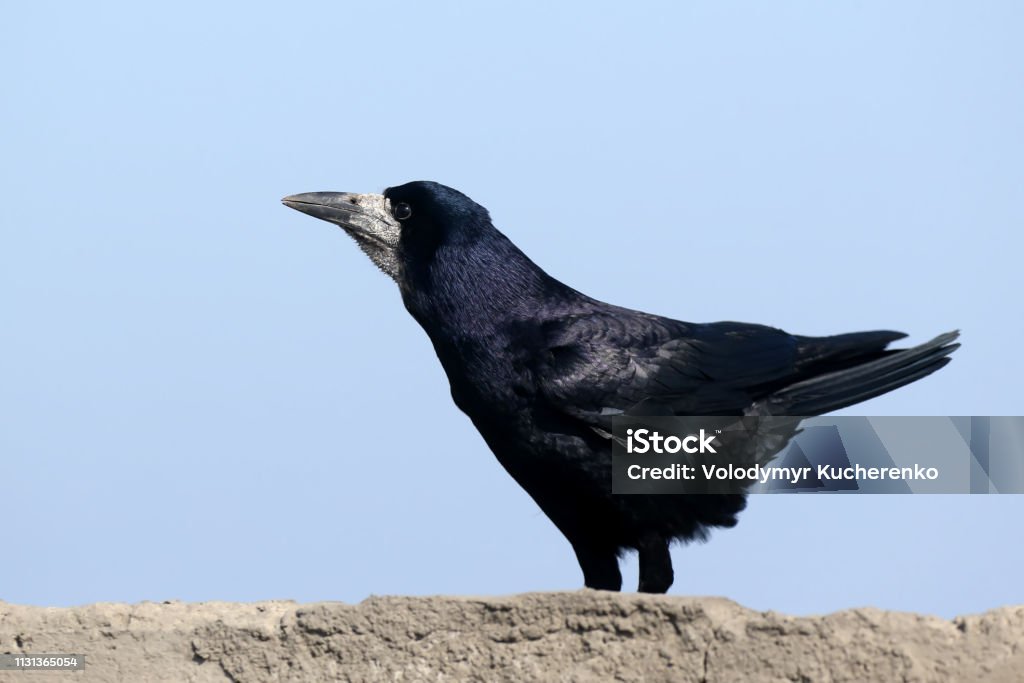 The Rook Slug A Rook On The Rock Stock Photo - Download Image Now - Animal, Animal ...