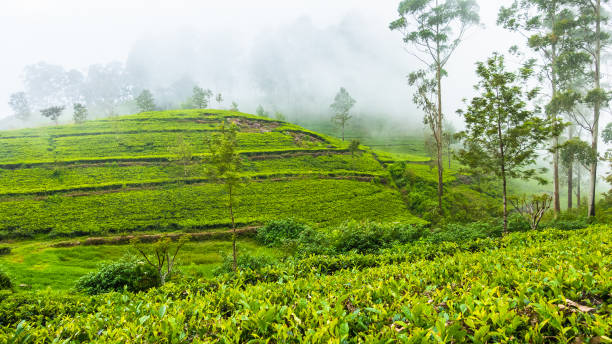 istock Tea plantation near Haputale. Sri Lanka. 1131365140