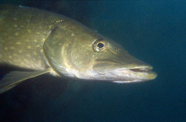 istock closeup of pike 1131365631