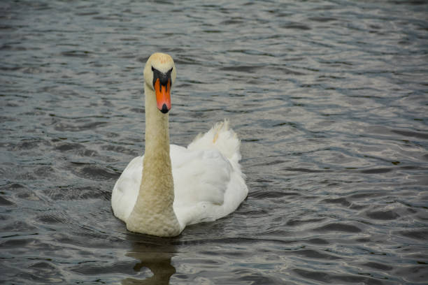 istock White swan swimming on the lake 1131365634
