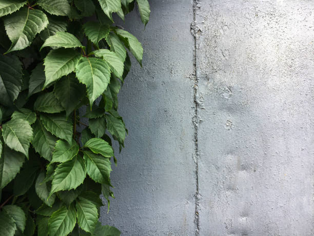 istock green leaves and gray metal back 1131366521