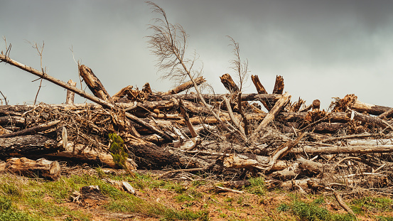 Pile of trees destroyed by hurricane in Adelaide Hills, South Australia