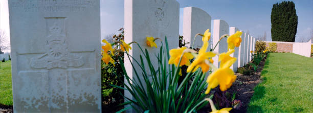 flor de daffodil en el cementerio - flanders war grave war memorial fotografías e imágenes de stock