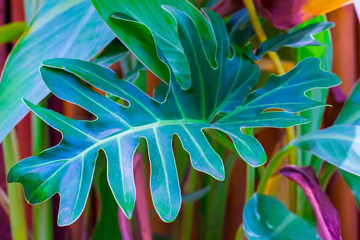 Macro of Tropical Leaves Background. Tropical Summer Concept.