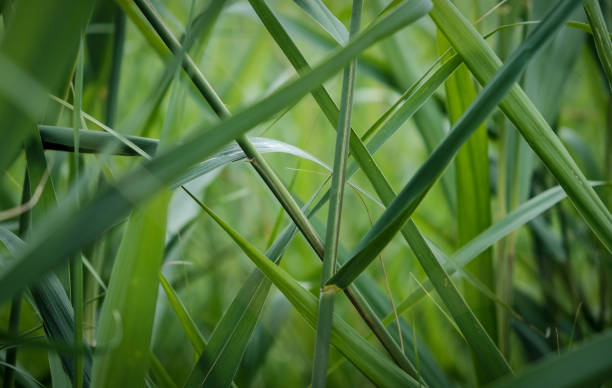 istock Lavish green in a park in amsterdam 1131368398