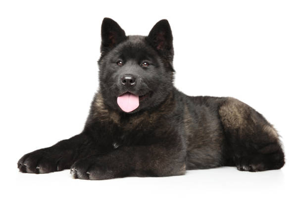 istock American Akita puppy lying on a white background 1131368490