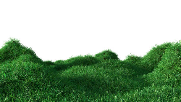 istock Green grass growing on hills 1131369215