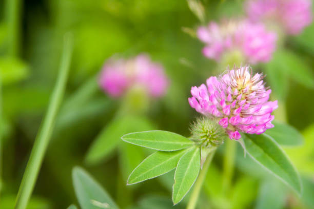 istock Floral summer background, soft focus. Blooming clover. Blurred background. 1131370387