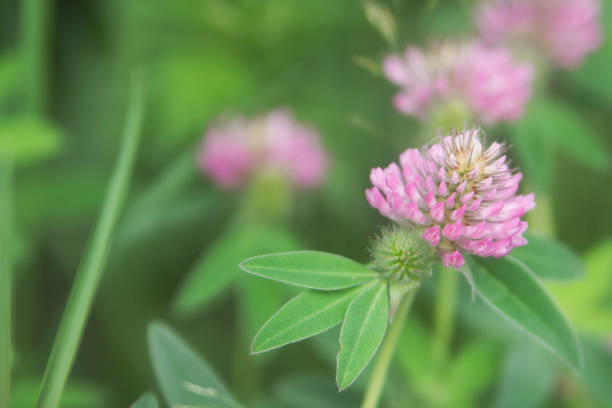 istock Floral summer background, soft focus. Blooming clover. Blurred background. 1131370395