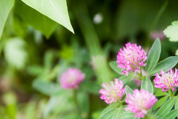 istock Floral summer background, soft focus. Blooming clover. Blurred background. 1131370417