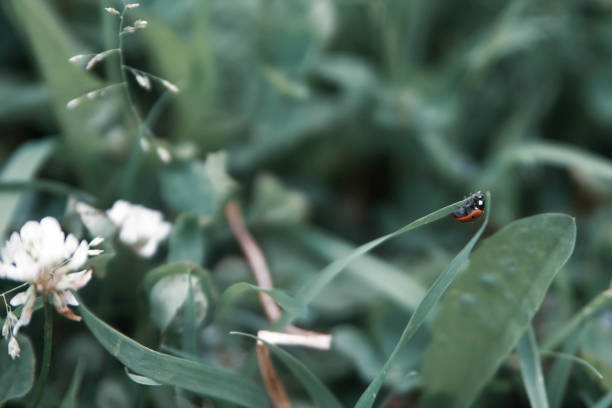 Floral summer background, soft focus. Blooming clover. Blurred background. Ladybug