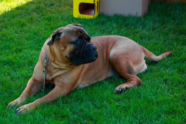 istock The dog breed Bullmastiff 1131370871
