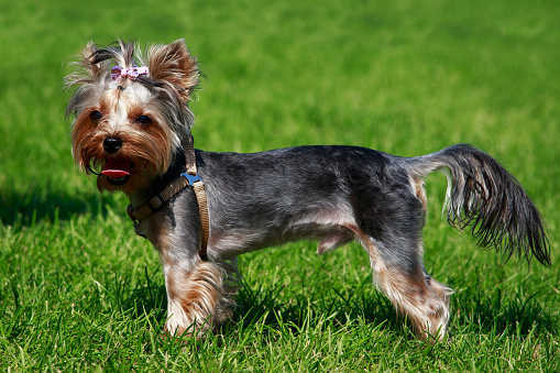 Dog breed Yorkshire Terrier stands in the park