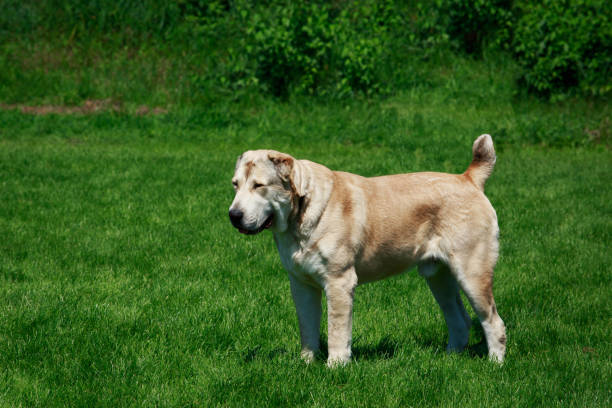 istock Dog breed Alabai is standing 1131371058
