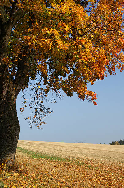 istock Autumn maple and field scenic 113137179