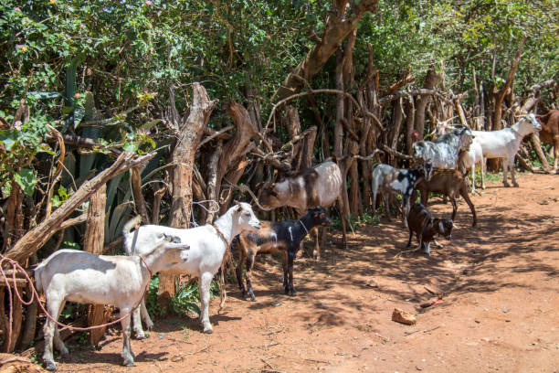 istock Ethiopia: Alduba Market 1131372652