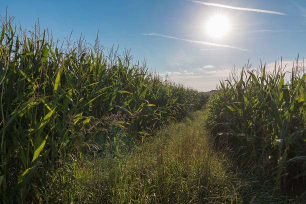 istock Green grain plants on a farm, blue sky, sunny 1131373169