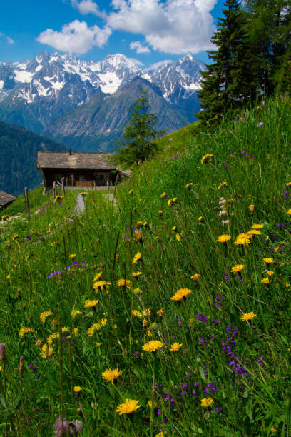 istock commeire in orsieres ,valais,swiss 1131373330
