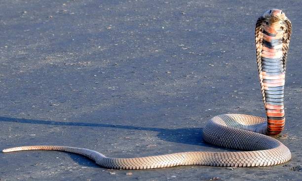 Cobra Snake Mozambique cobra snake snake hood stock pictures, royalty-free photos & images