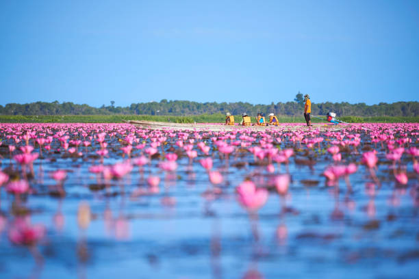 Tourists on longtail boat in the field of pink lotus Phatthalung, Thailand-February 11, 2019: Tourists on longtail boat in the field of pink lotus at Tale Noi, Phatthalung province, Thailand phatthalung province stock pictures, royalty-free photos & images