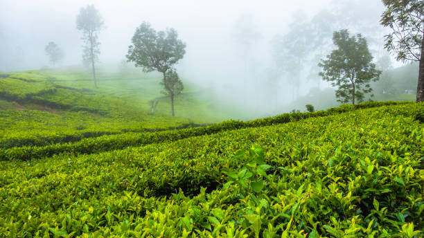istock Tea plantation near Haputale. Sri Lanka. 1131375107