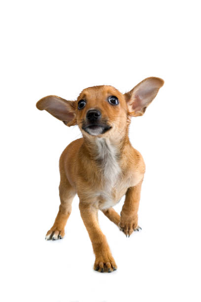 istock Frightened puppy Chihuahua 1131376944