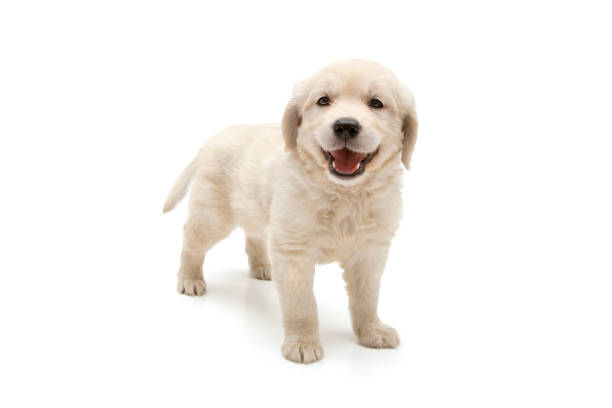 白い背景に黄金の取得者の子犬を笑顔。 - golden retriever retriever dog smiling ストックフォトと画像