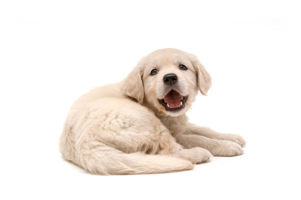 Cute 9 week old Golden Retriever Puppy.