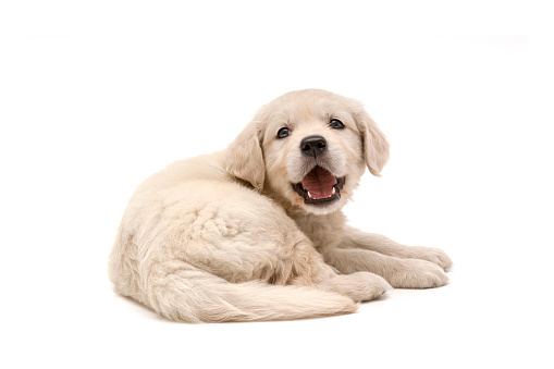 Golden Retriever puppy on white background. Three months ago