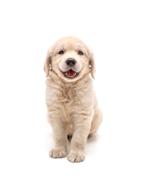 chiot de golden retriever de sourires sur le fond blanc. - joy golden retriever retriever dog photos et images de collection