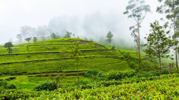 istock Tea plantation near Haputale. Sri Lanka. 1131378787