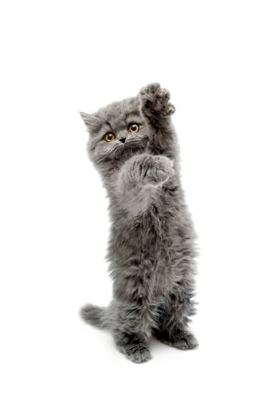 istock Cute gray longhair kitten on white background. 1131378889