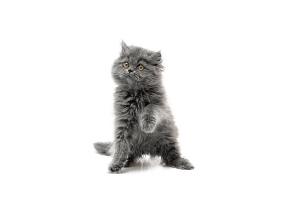 istock Cute gray longhair kitten on white background. 1131378890