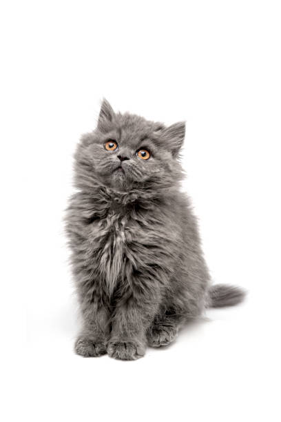 istock Cute gray longhair kitten on white background. 1131378891