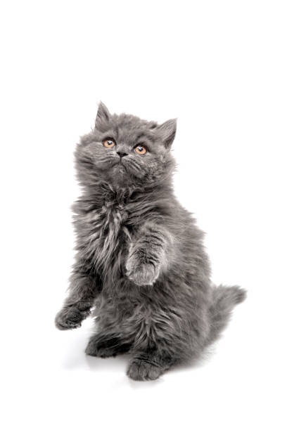 istock Cute gray longhair kitten on white background. 1131378893