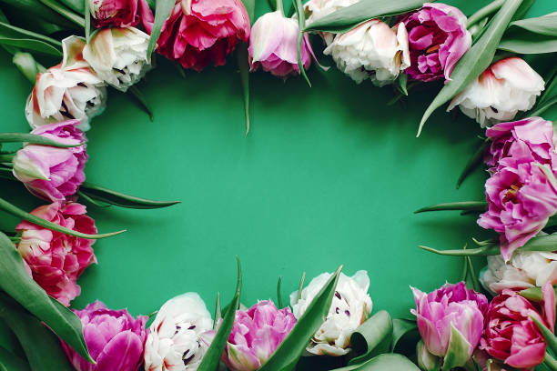 istock Hello Spring. Stylish Floral Greeting card. Beautiful double peony tulips frame flat lay on green paper, space for text. Happy mother's day. International women's day. 1131380300