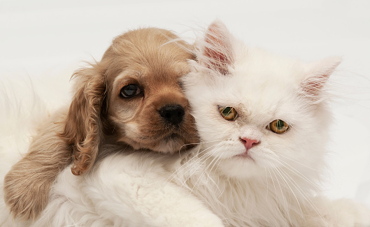 Young purebred Cocker Spaniel and white persian cats on white