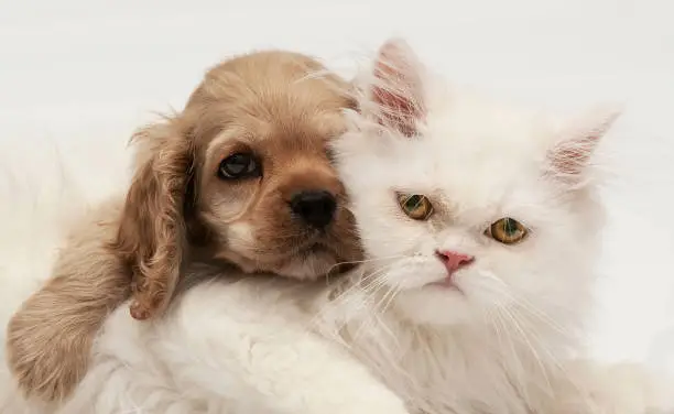 Photo of Young purebred Cocker Spaniel and white persian cats on white
