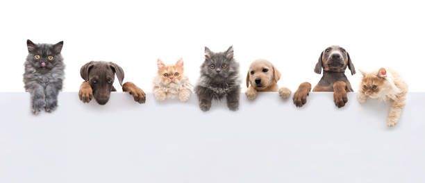 Youngogs and cats above grey banner Dogs and cats above gray banner animal foot photos stock pictures, royalty-free photos & images