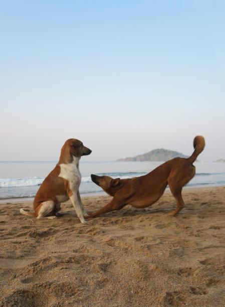 愛の犬のペアの画像、雌犬は、彼女のパートナーの犬、茶色と白のインドの野良犬にお辞儀を palalom ビーチ、ゴア、インドで野生 - bitch ストックフォトと画像