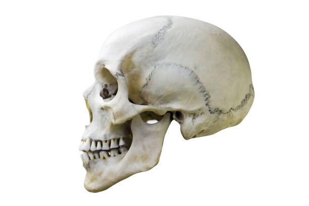 istock natural white human skull profile. isolated on white background 1131382034