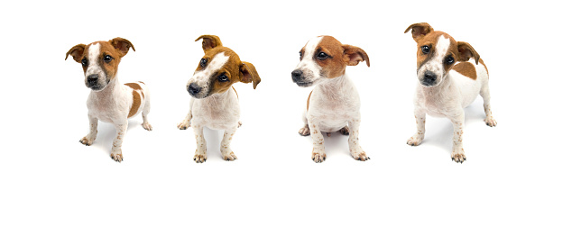 Jack Russell puppy on white background. Three months ago