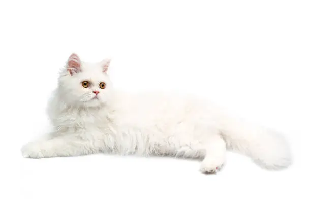 White Persian cat. Three months ago