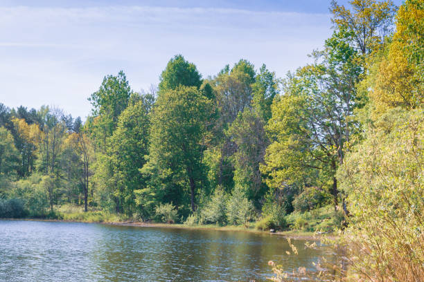 istock Large forest lake in spring in clear weather 1131385384