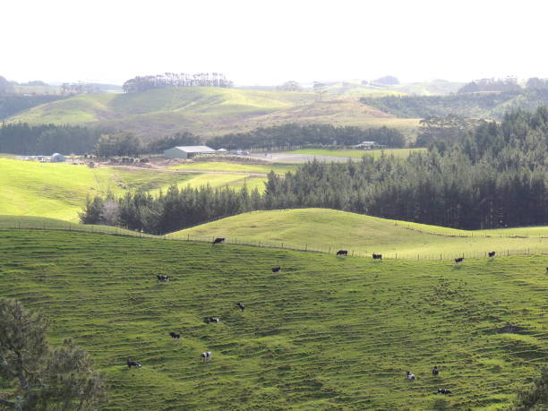 istock new zealand 1131385453